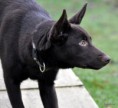 /album/fotogallerij/spike-8-jpg/